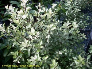 Pittosporum 'Irene Paterson' - foliage